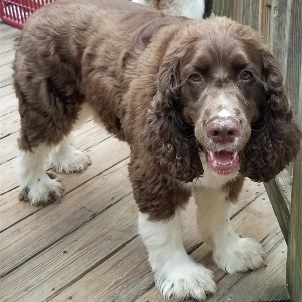 Radley