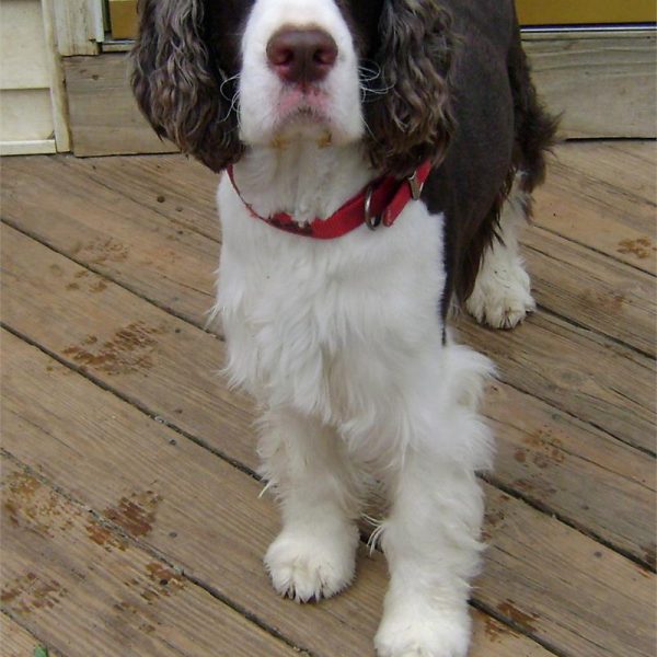 Stanley 3