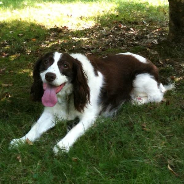 Sofi