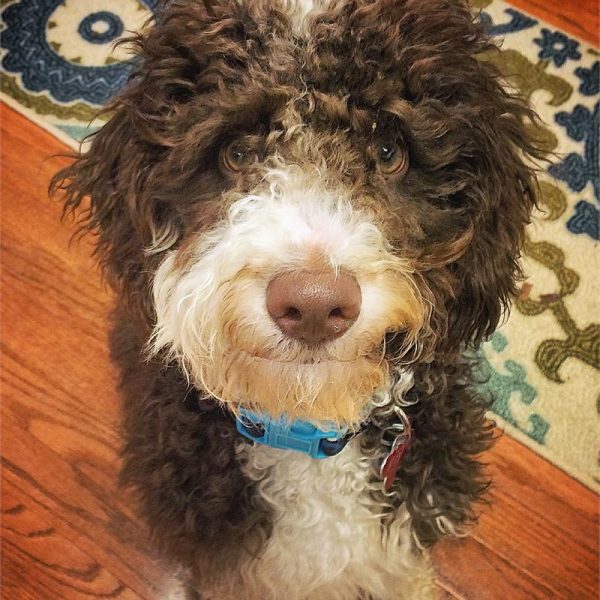 Toby 17