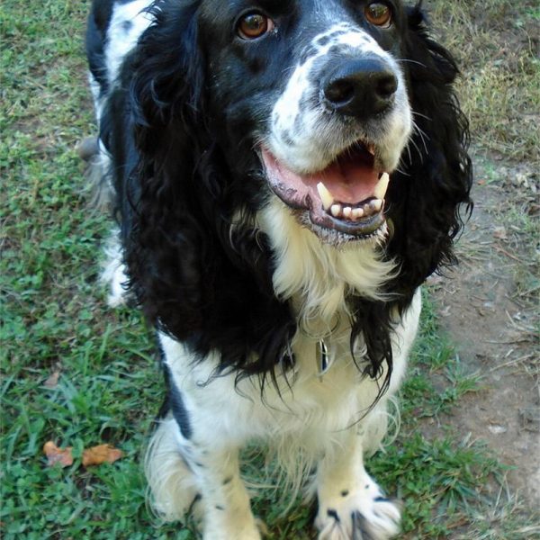 Tucker 11