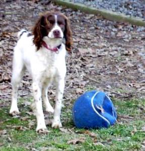 Henry – Transferred to Brittany Rescue 02/25/04