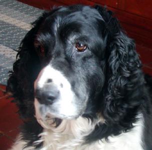 Cody 5
