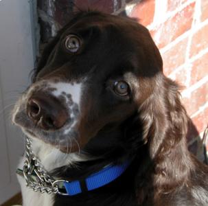 Cody 6