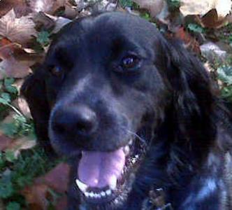 Elwood