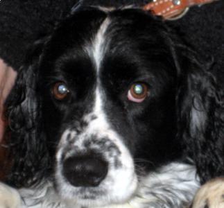 Jingles