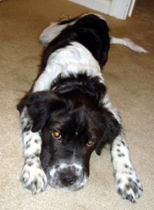 Murphy 7