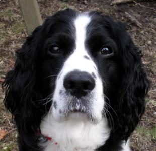 Riley 6