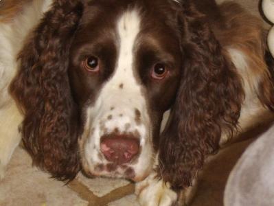 Ripley 1