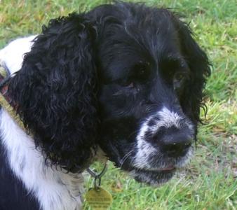 Suri