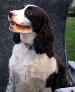 Duke 9