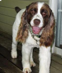 Jake 26