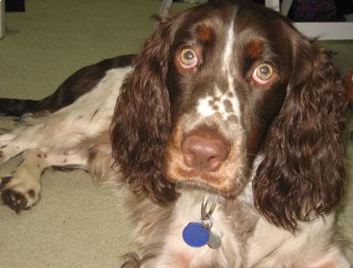 Jasper 6