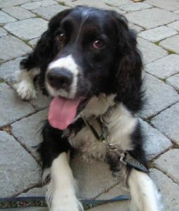 Jasper
