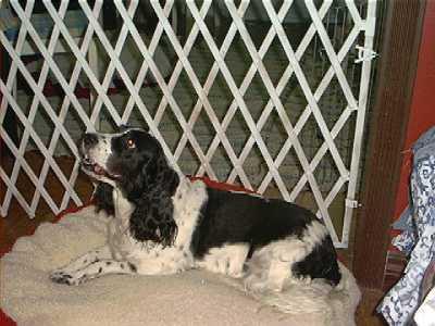 Molly 13