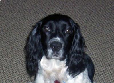 Rufus 2