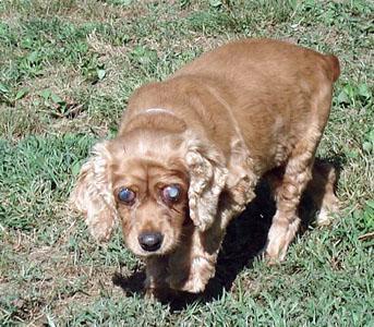 Sammie