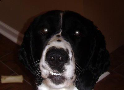 Snoopy 8