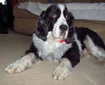 Spencer 7