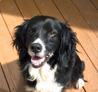 Tippy 2