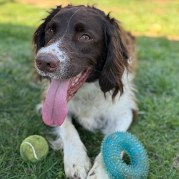 Murphy 18